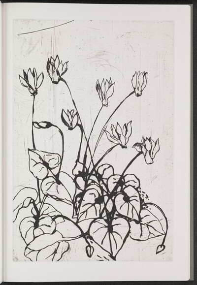 Persian Cyclamen