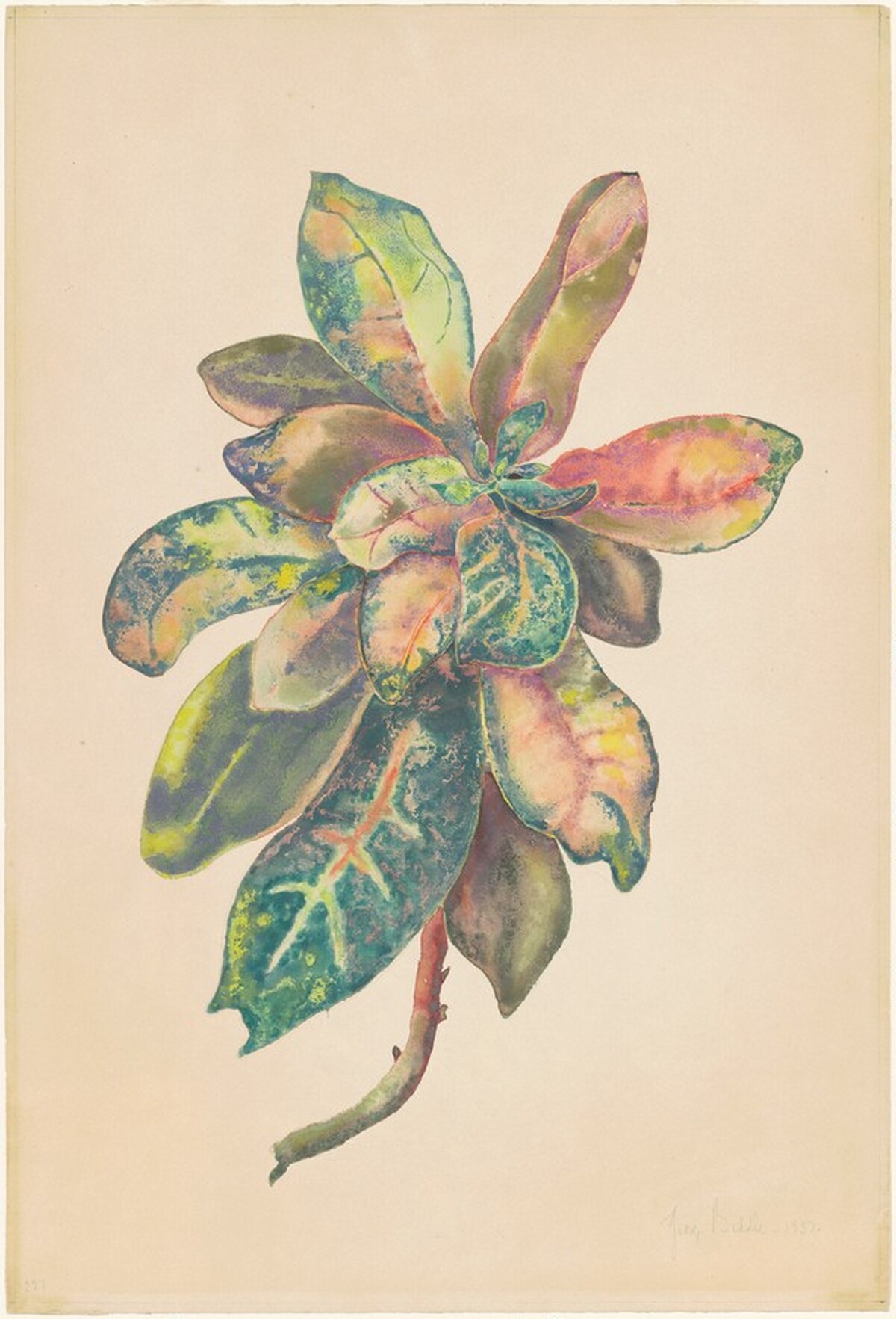 Leaves of a Croton Bush by George Biddle