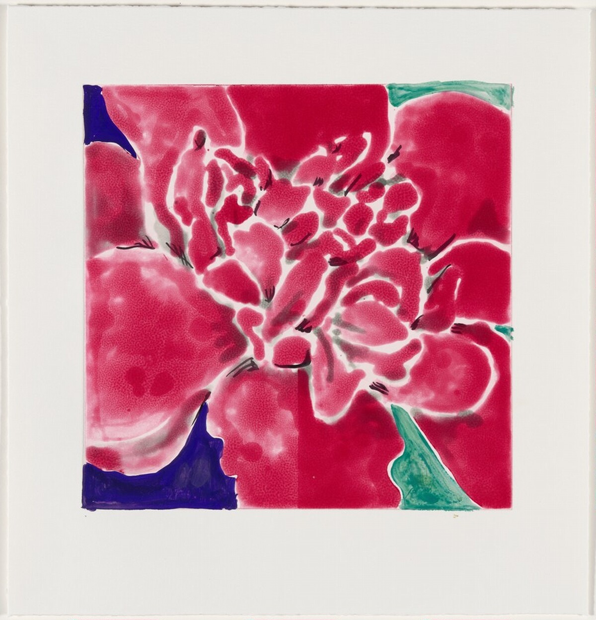 Camellia Red [working proof 3] by Robert Kushner