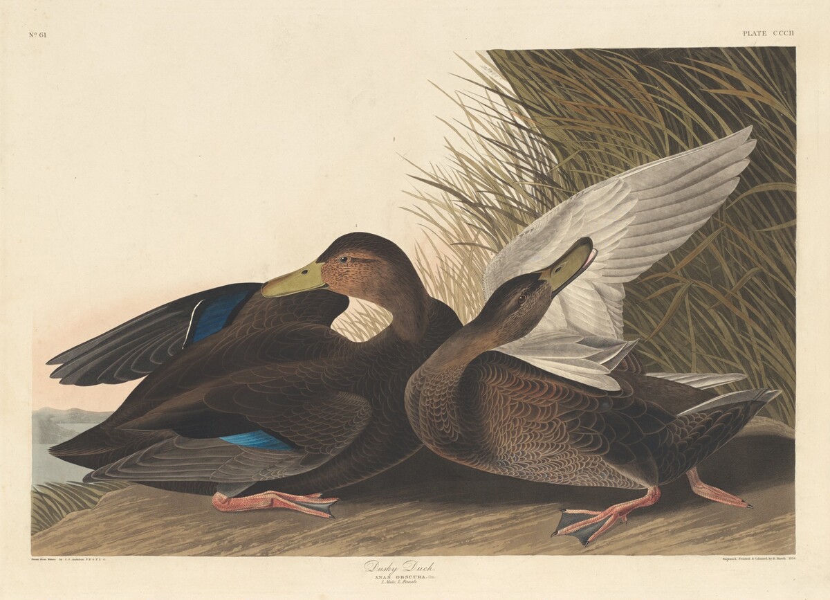 Dusky Duck by Robert Havell after John James Audubon
