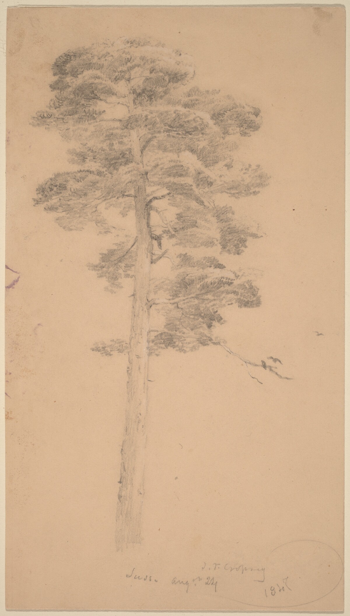 Pine Tree by Jasper Francis Cropsey