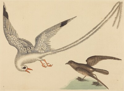 The Rice-bird (Emberiza oryzivora)
