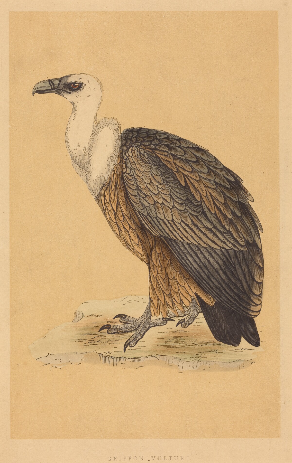 Griffon Vulture by British 19th Century