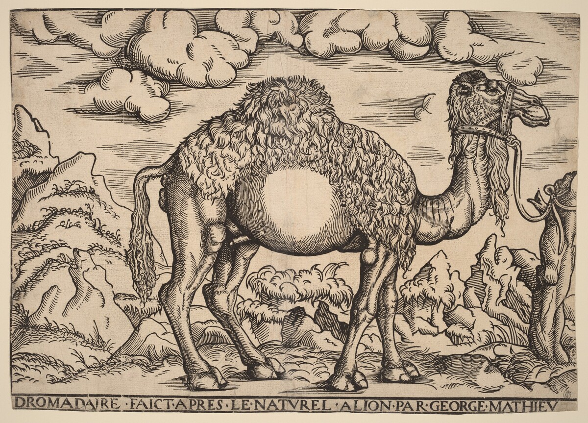 A Dromedary by Georg Mattheus