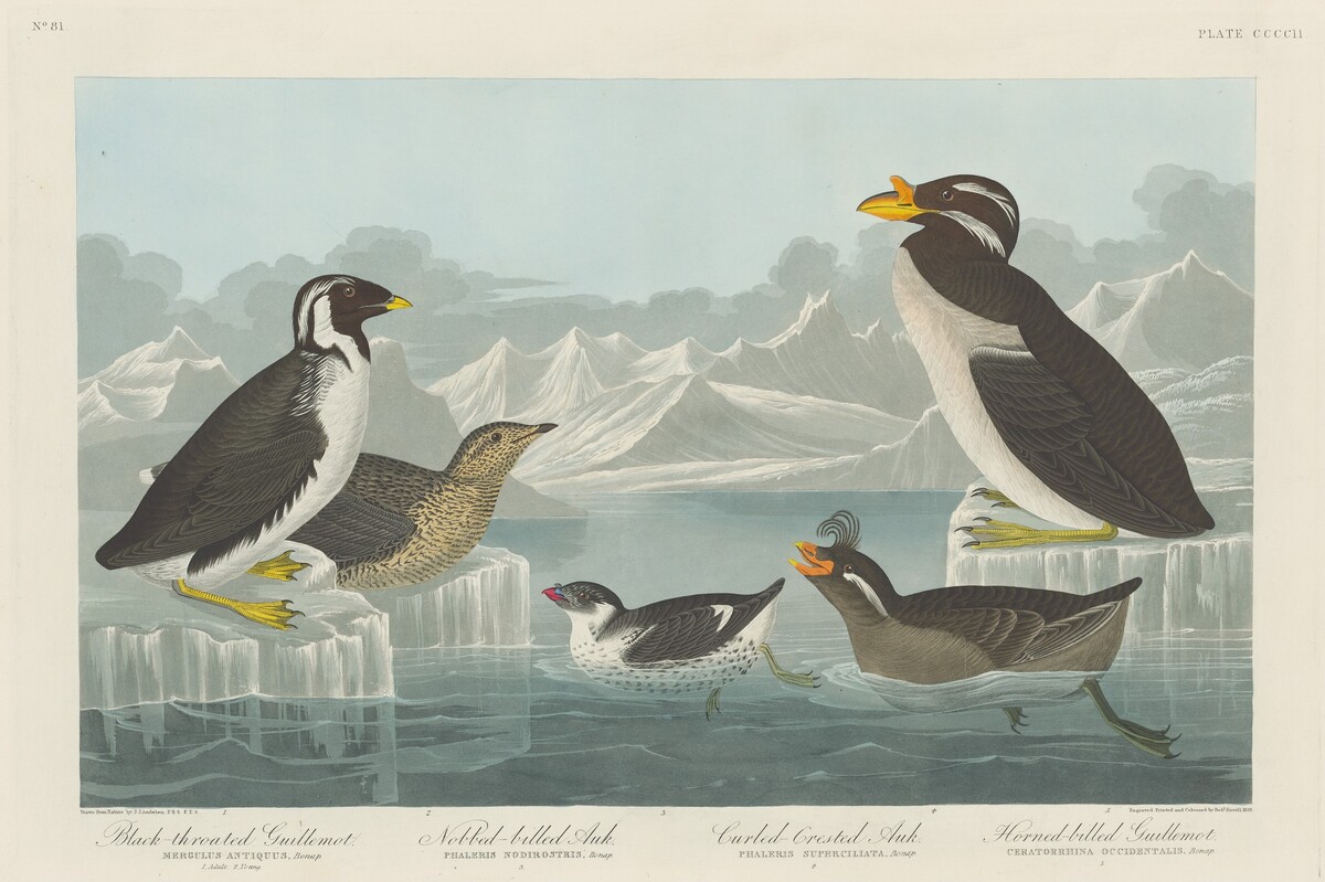 Black-throated Guillemot, Nobbed-billed Auk, Curled-Crested Auk and Horned-billed Guillemot by Robert Havell after John James Audubon