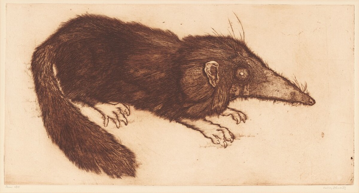Shrew by Aubrey Schwartz