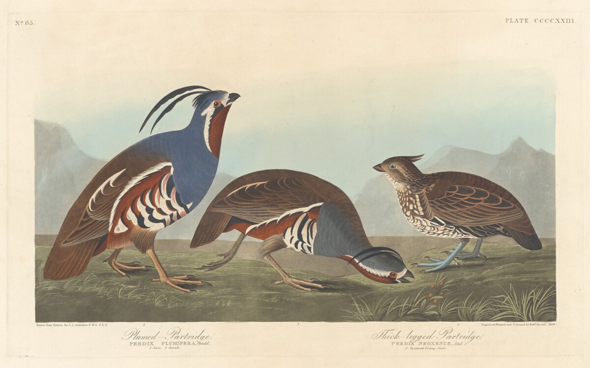 Plumed Partridge and Thick-legged Partridge by Robert Havell after John James Audubon