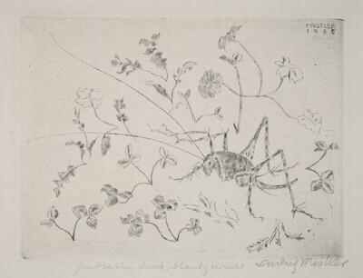 Grasshopper