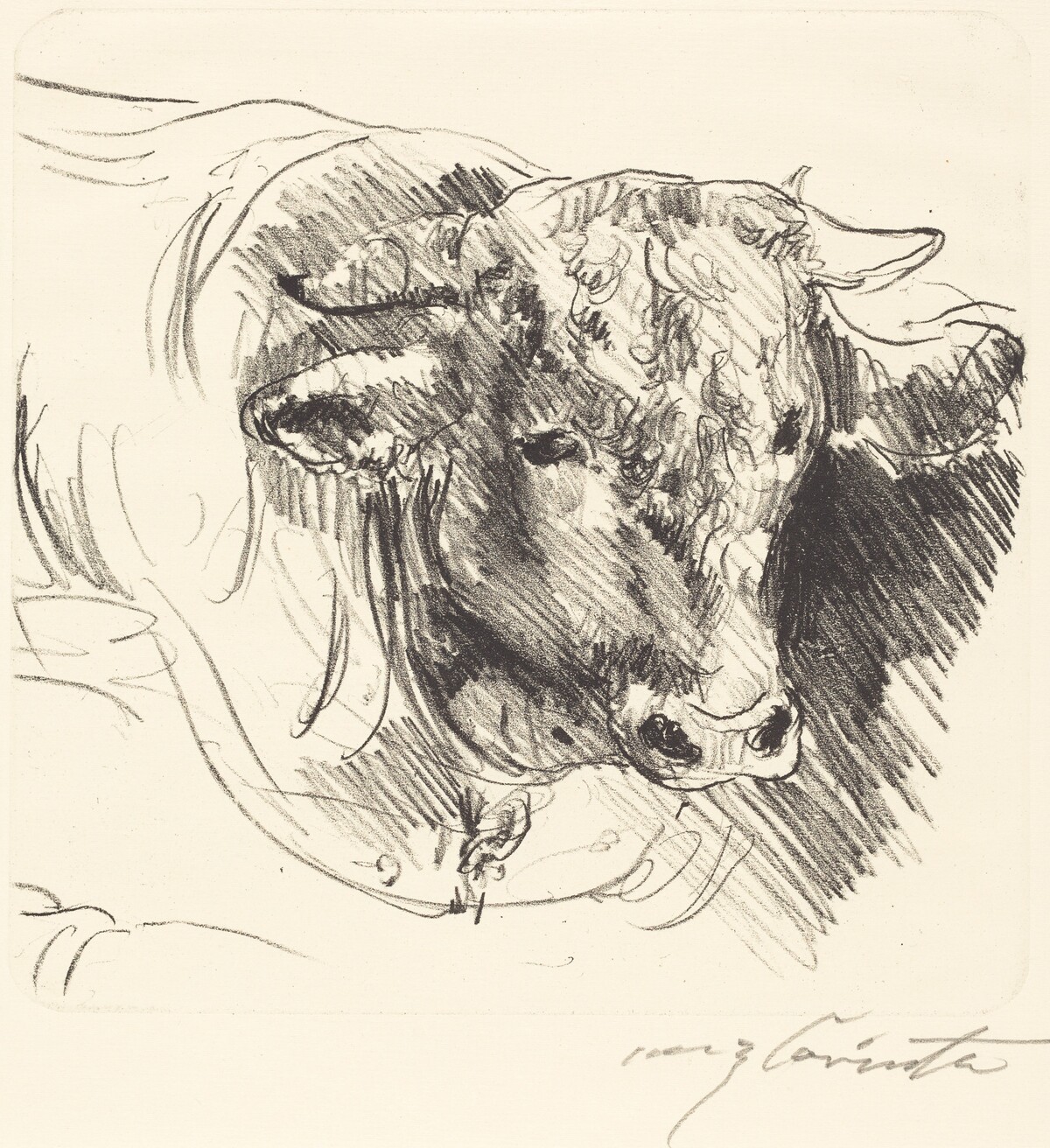 Stierkopf (Head of a Steer) by Lovis Corinth
