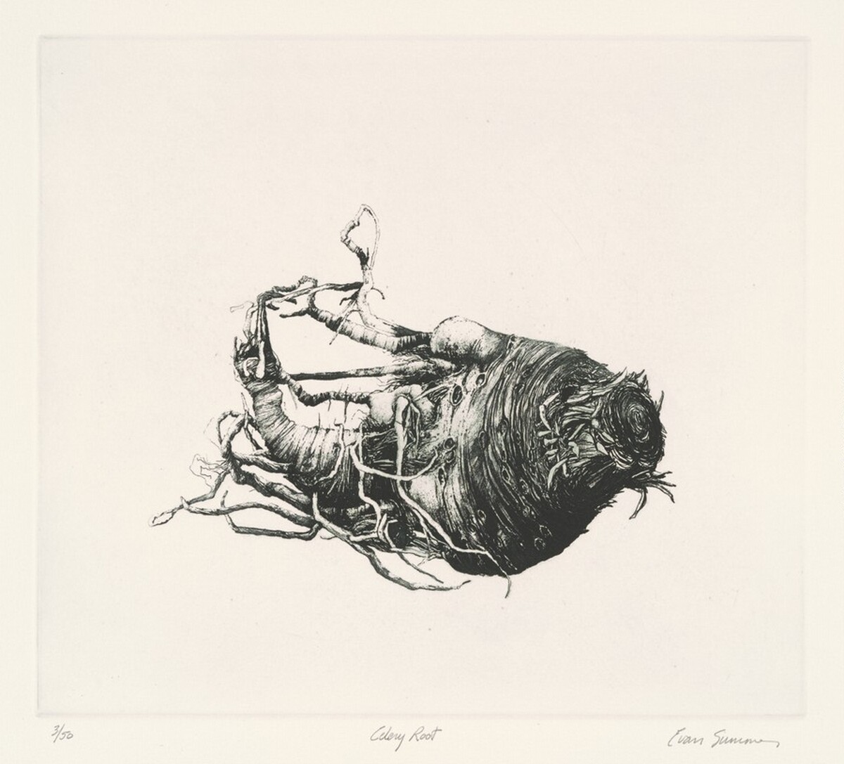 Celery Root by Evan Summer