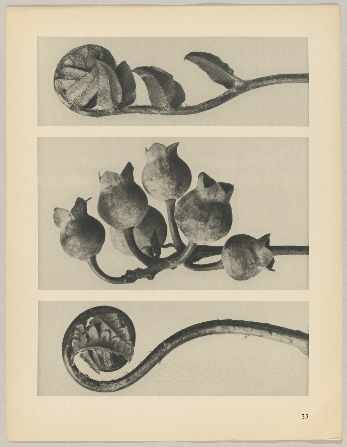 a Polypodiaceae Aspidieae; b Vaccinium corymbosum; c Polystichum falcatum by Karl Blossfeldt