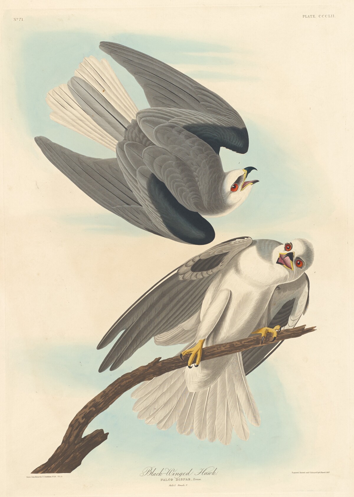 Black-winged Hawk by Robert Havell after John James Audubon