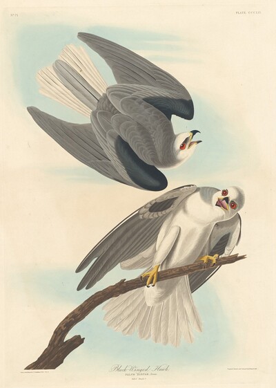 Black-winged Hawk