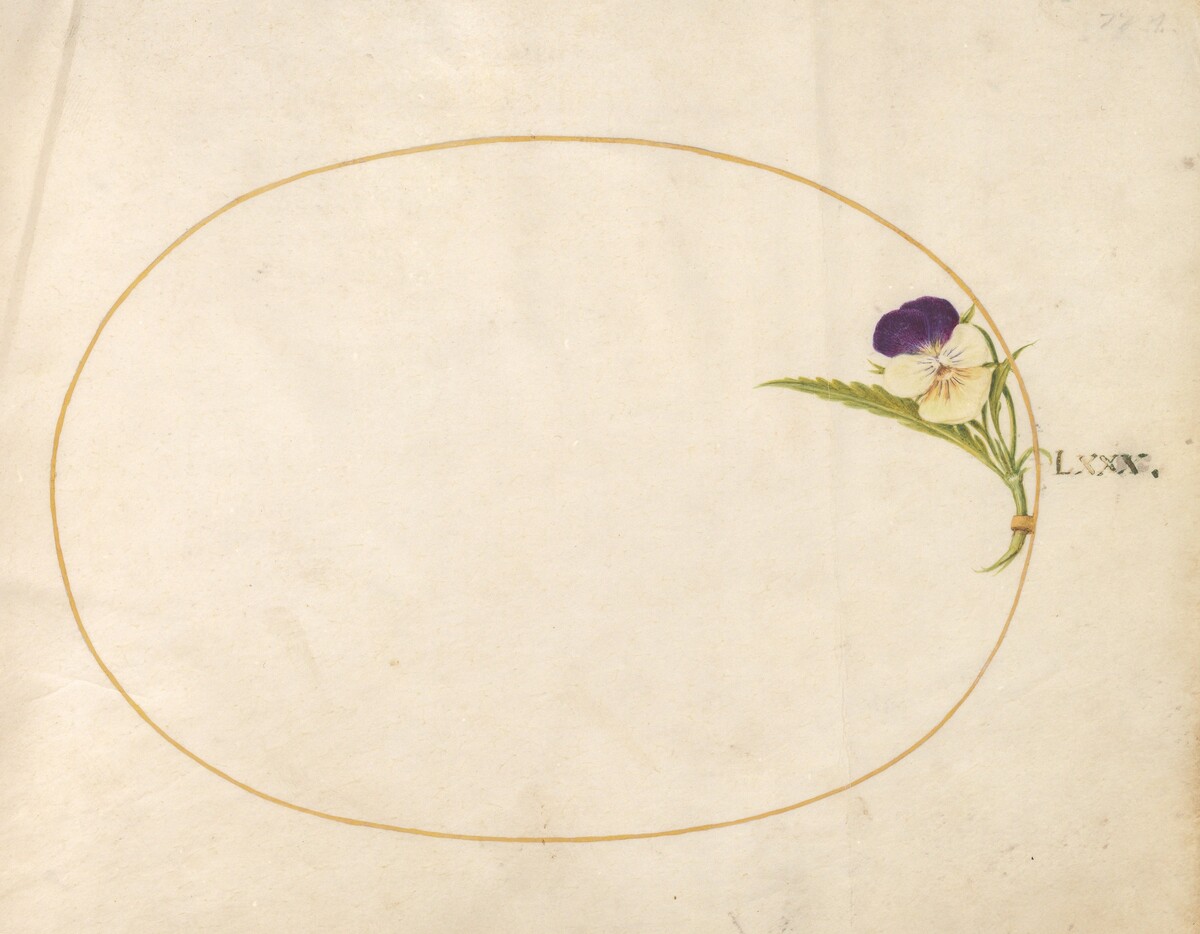 Plate 80: Purple and Yellow Viola by Joris Hoefnagel