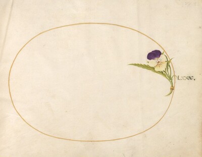 Plate 80: Purple and Yellow Viola