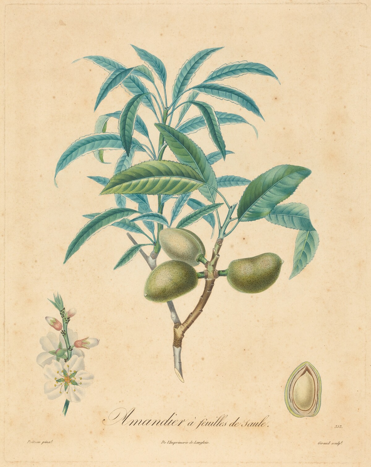 Amandier a feuilles de saulle by after A. Poiteau