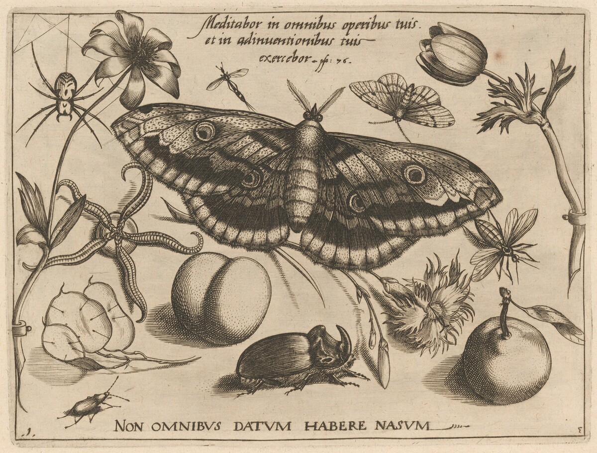 Archetypa studiaque patris Georgii Hoefnagelii [Part 3, Title Page] by Jacob Hoefnagel after Joris Hoefnagel