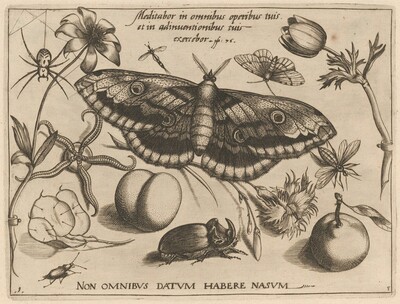 Archetypa studiaque patris Georgii Hoefnagelii [Part 3, Title Page]