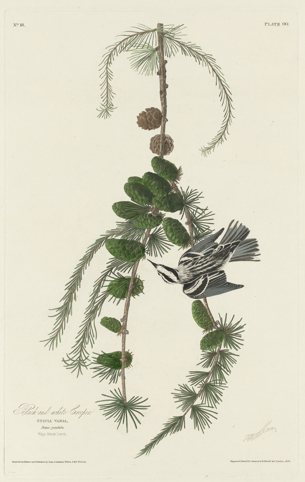 Black and White Creeper by Robert Havell after John James Audubon