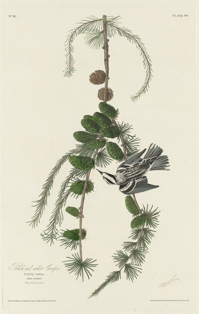 Black and White Creeper