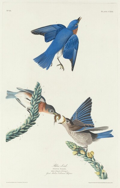 Blue-Bird