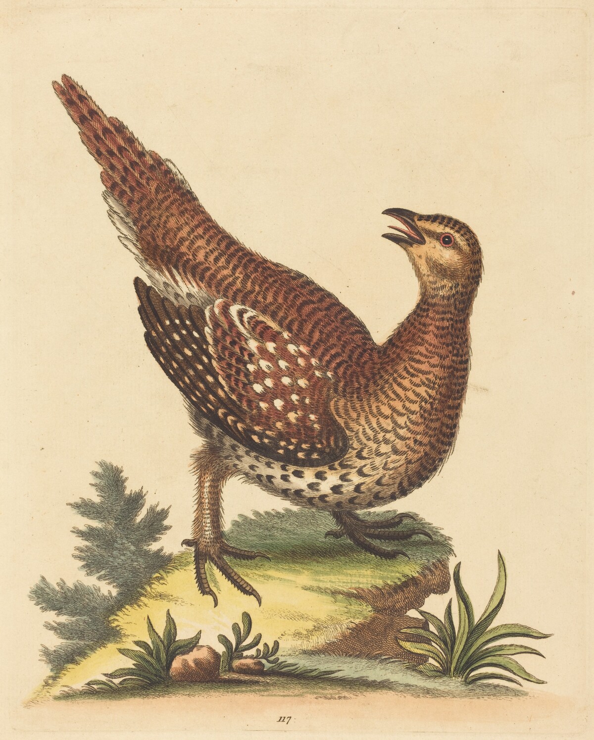 Brown Speckled Bird by George Edwards