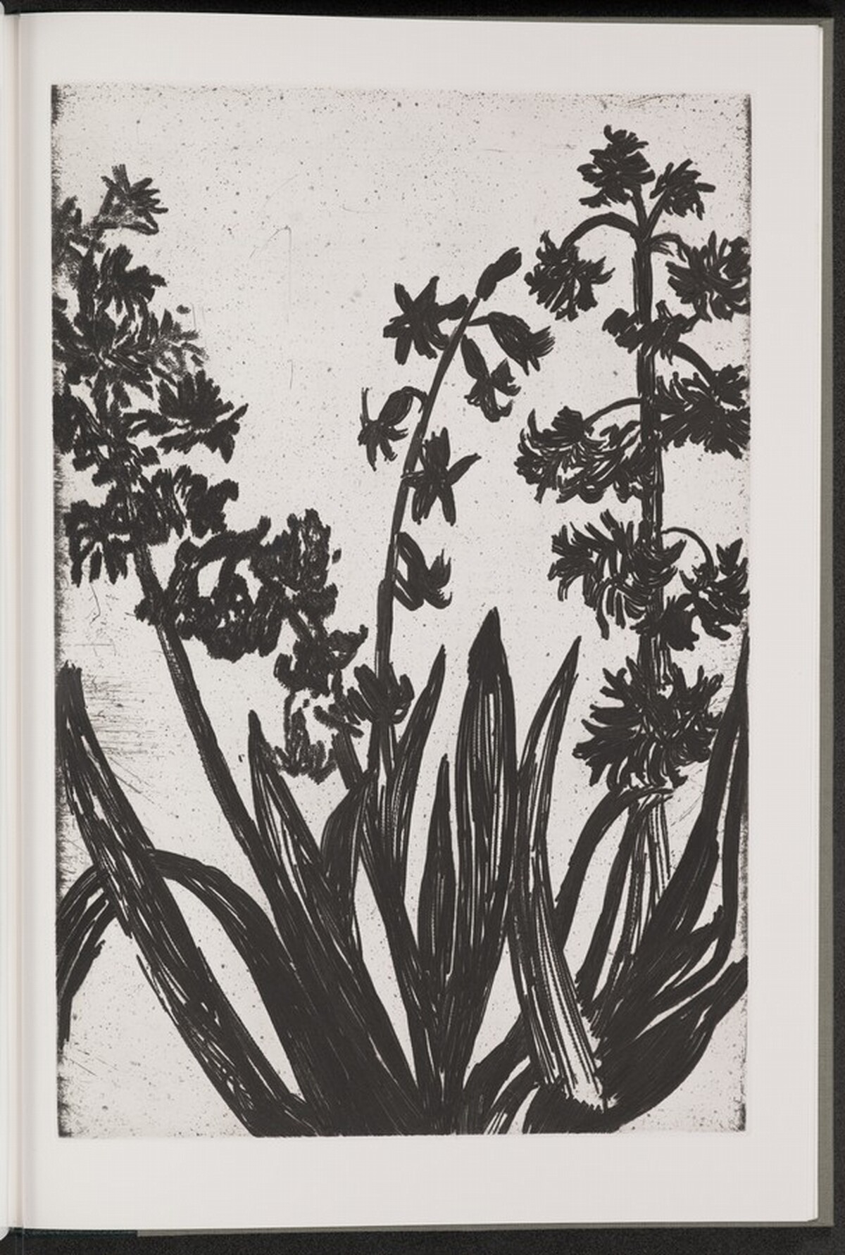 Hyacinth by Jim Dine