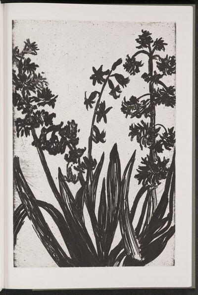 Hyacinth