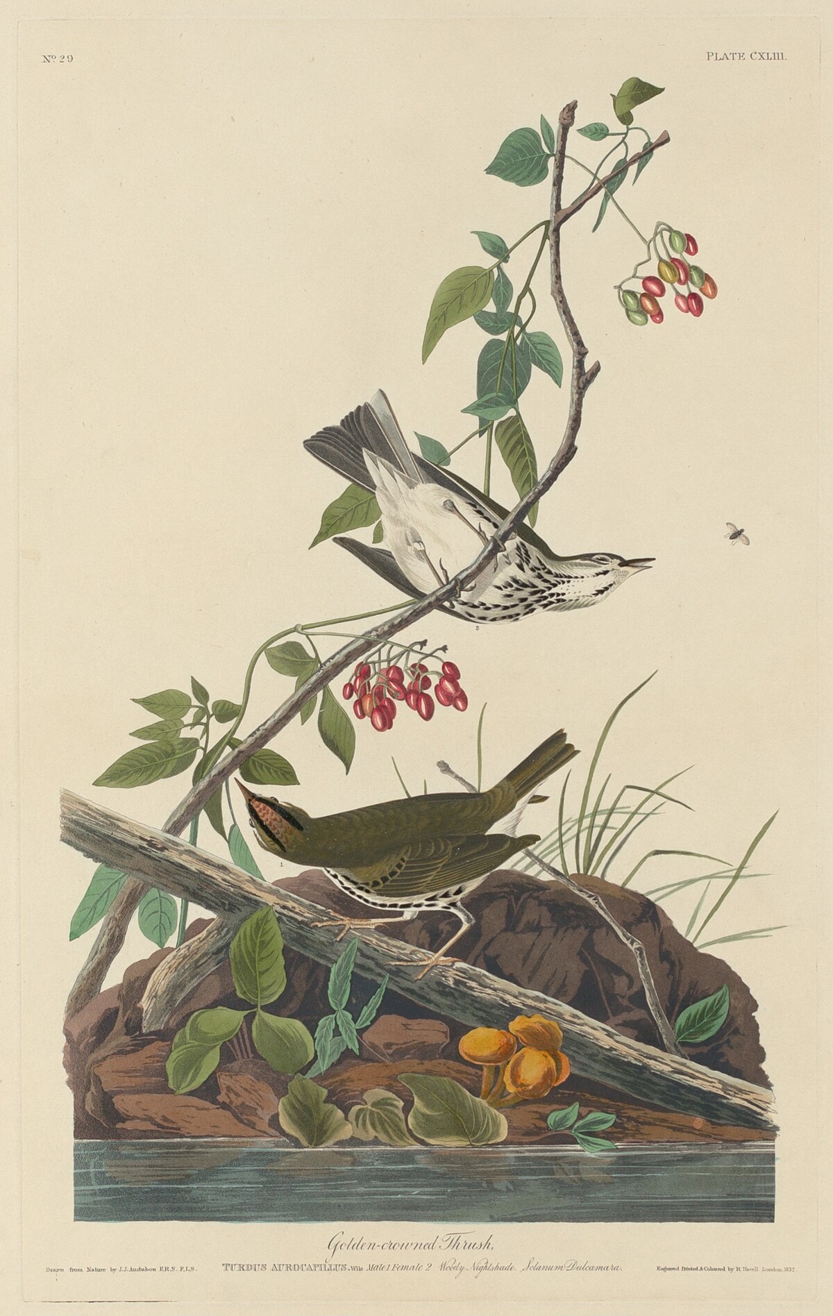 Golden-Crowned Thrush by Robert Havell after John James Audubon