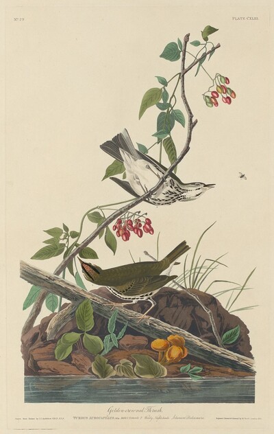Golden-Crowned Thrush