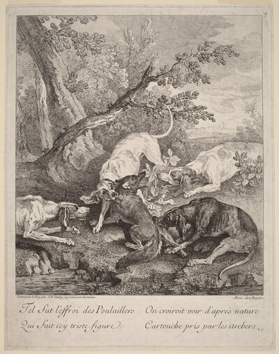 A Fox Attacked by Dogs