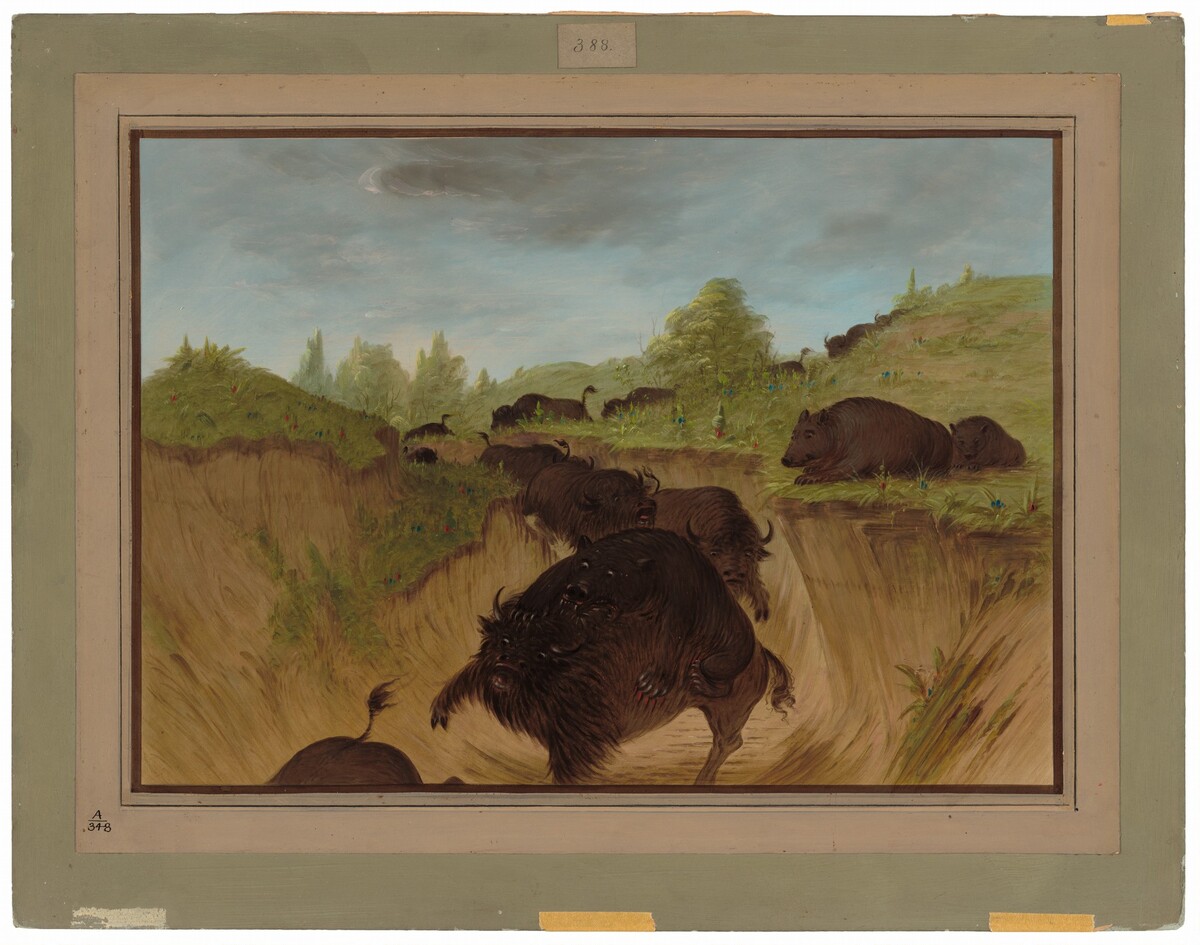 Grizzly Bears Attacking Buffalo by George Catlin