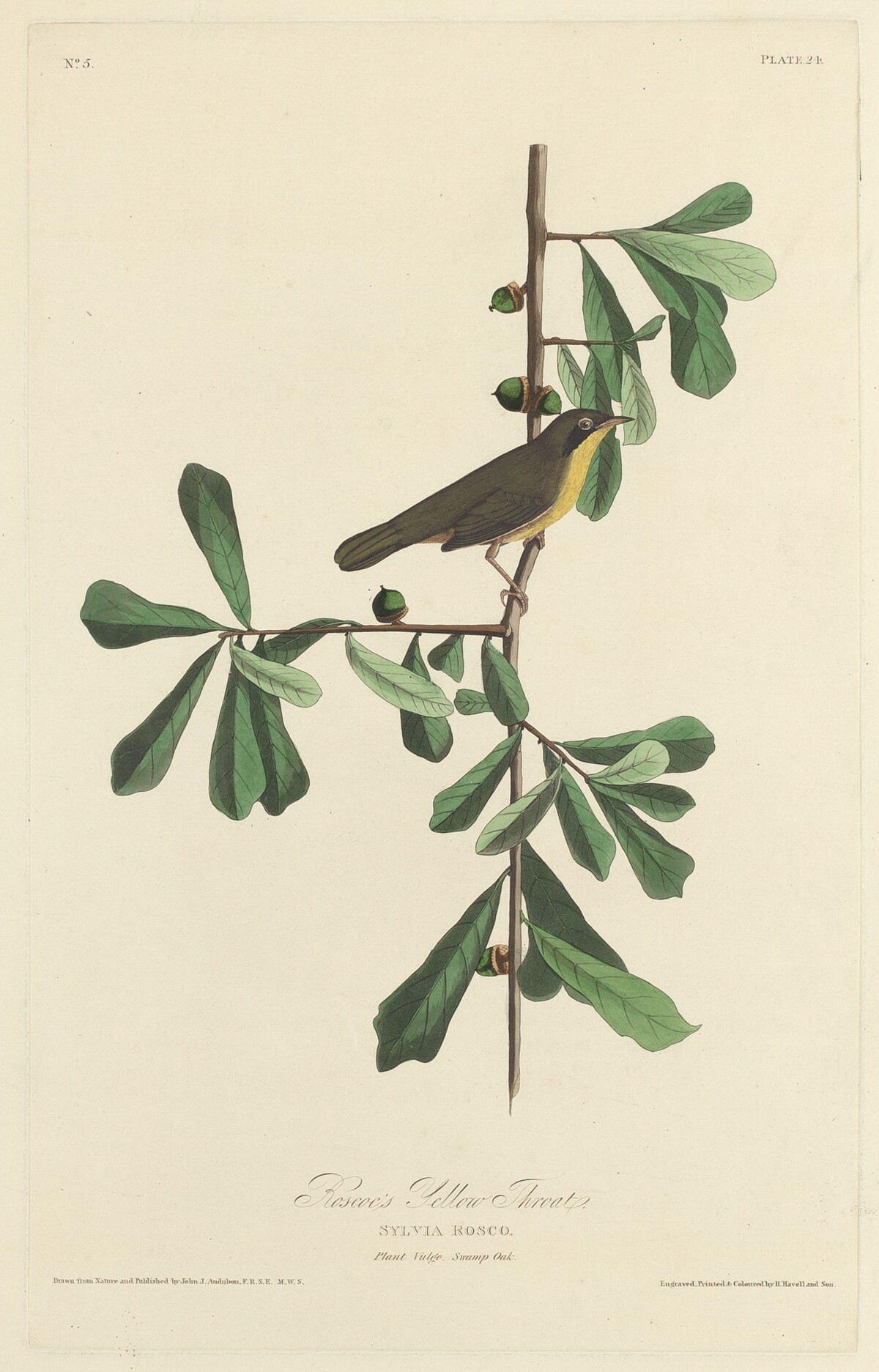 Roscoe's Yellow Throat by Robert Havell after John James Audubon