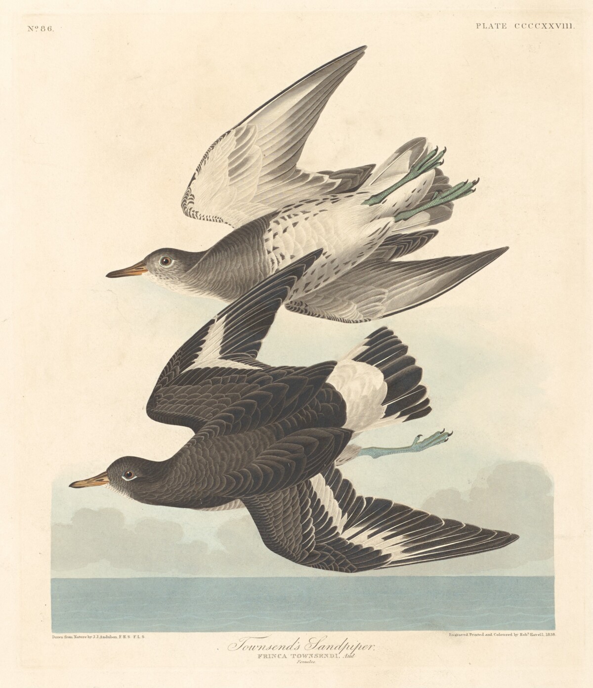 Townsend's Sandpiper by Robert Havell after John James Audubon