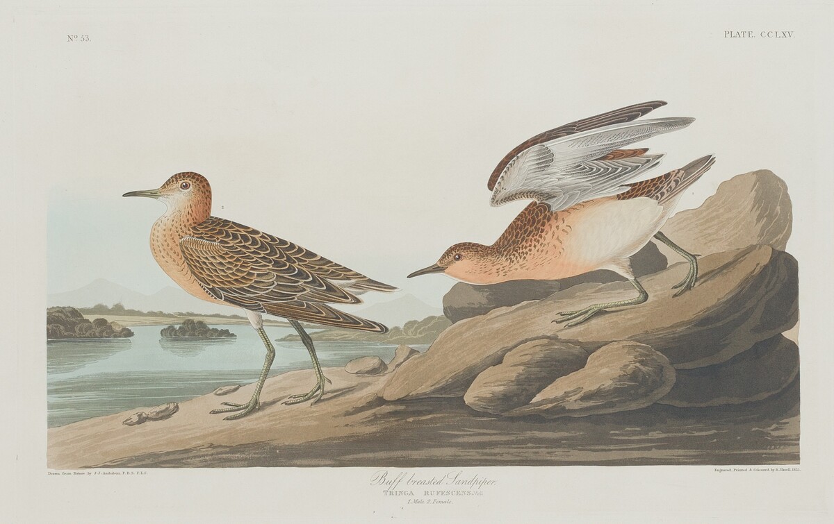 Buff-breasted Sandpiper by Robert Havell after John James Audubon