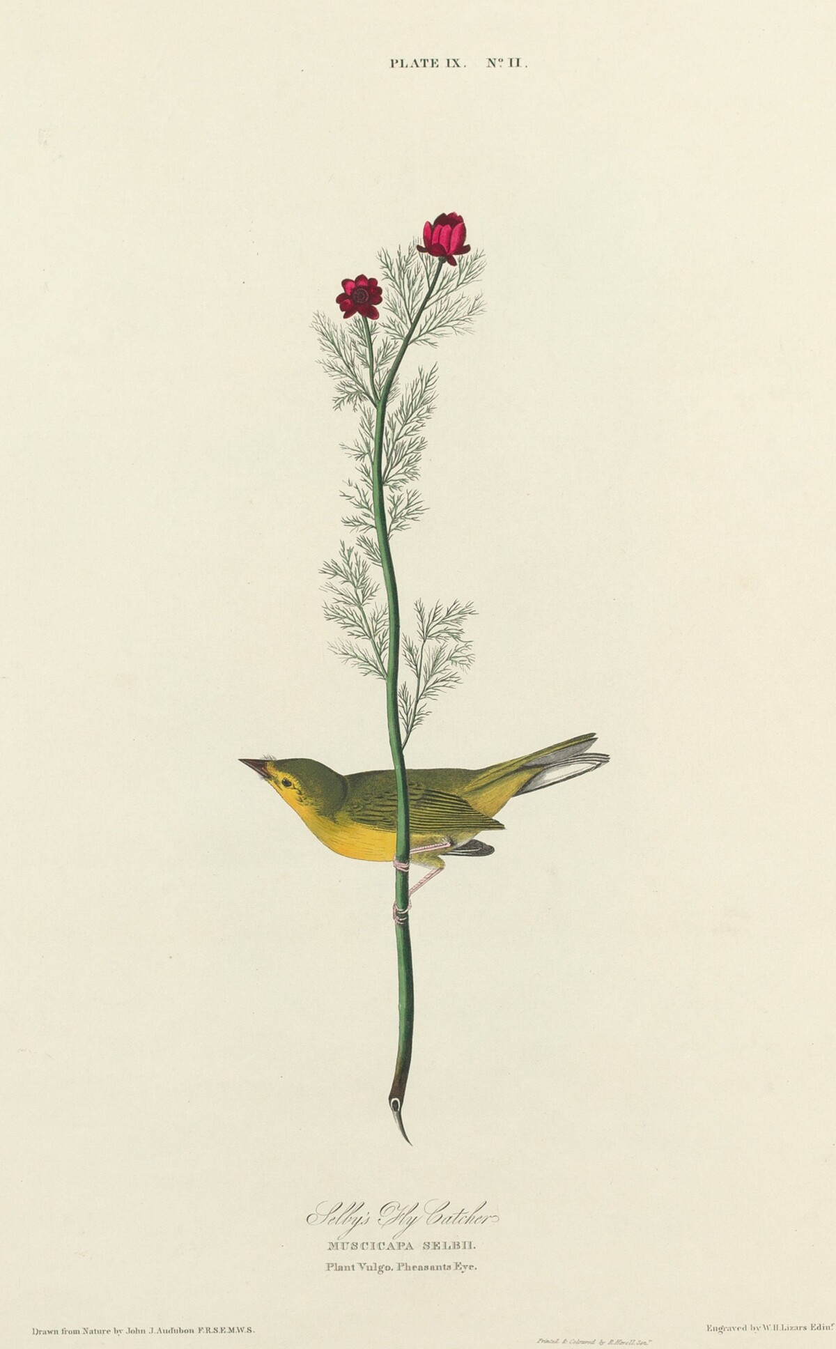 Selby's Flycatcher by William Home Lizars after John James Audubon