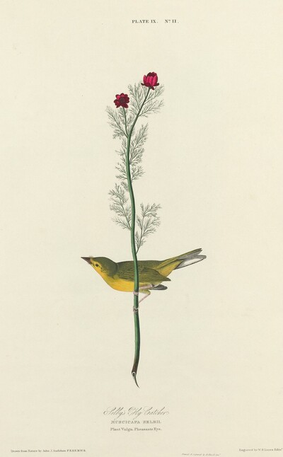 Selby's Flycatcher