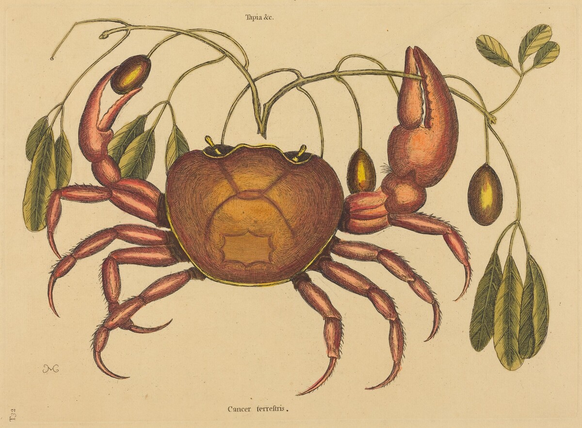 The Land-crab (Cancer ruricola) by Mark Catesby