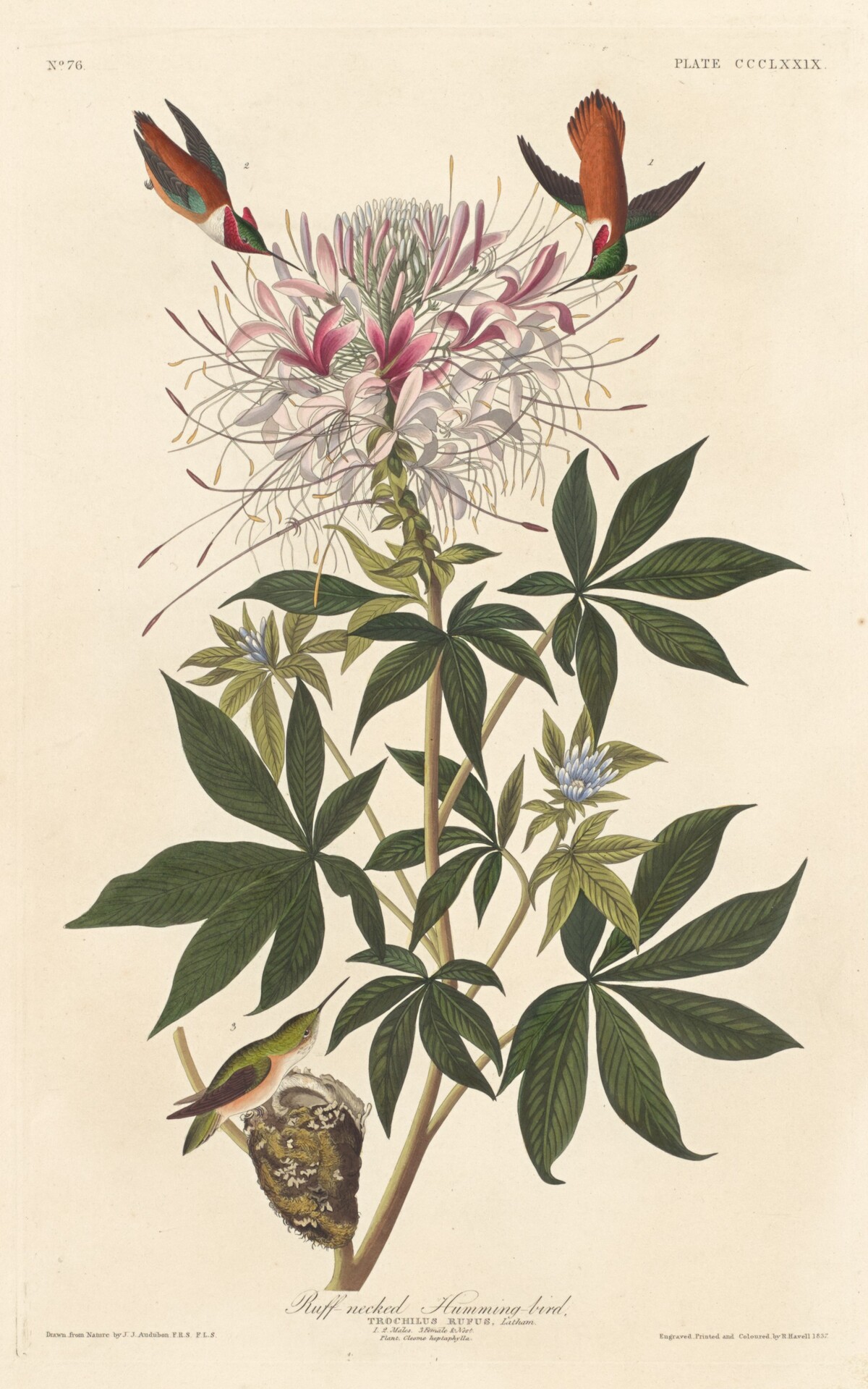 Ruff-necked Humming-bird by Robert Havell after John James Audubon