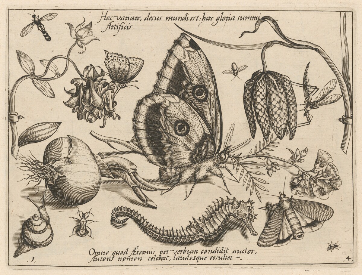 Archetypa studiaque patris Georgii Hoefnagelii [Part 4, Plate 1] by Jacob Hoefnagel after Joris Hoefnagel