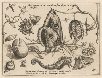 Archetypa studiaque patris Georgii Hoefnagelii [Part 4, Plate 1]