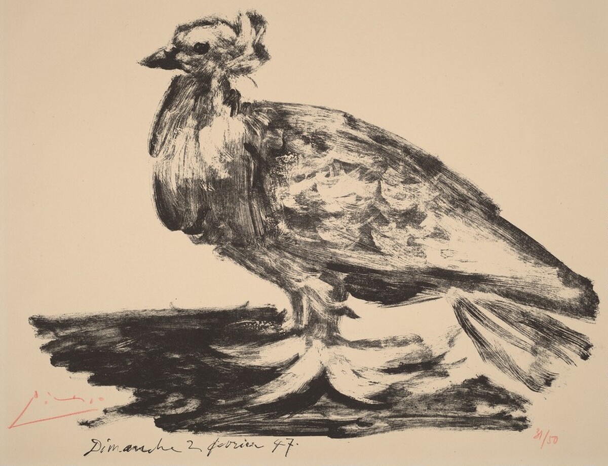The Large Pigeon (Le gros pigeon) by Pablo Picasso