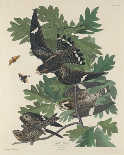 Night Hawk