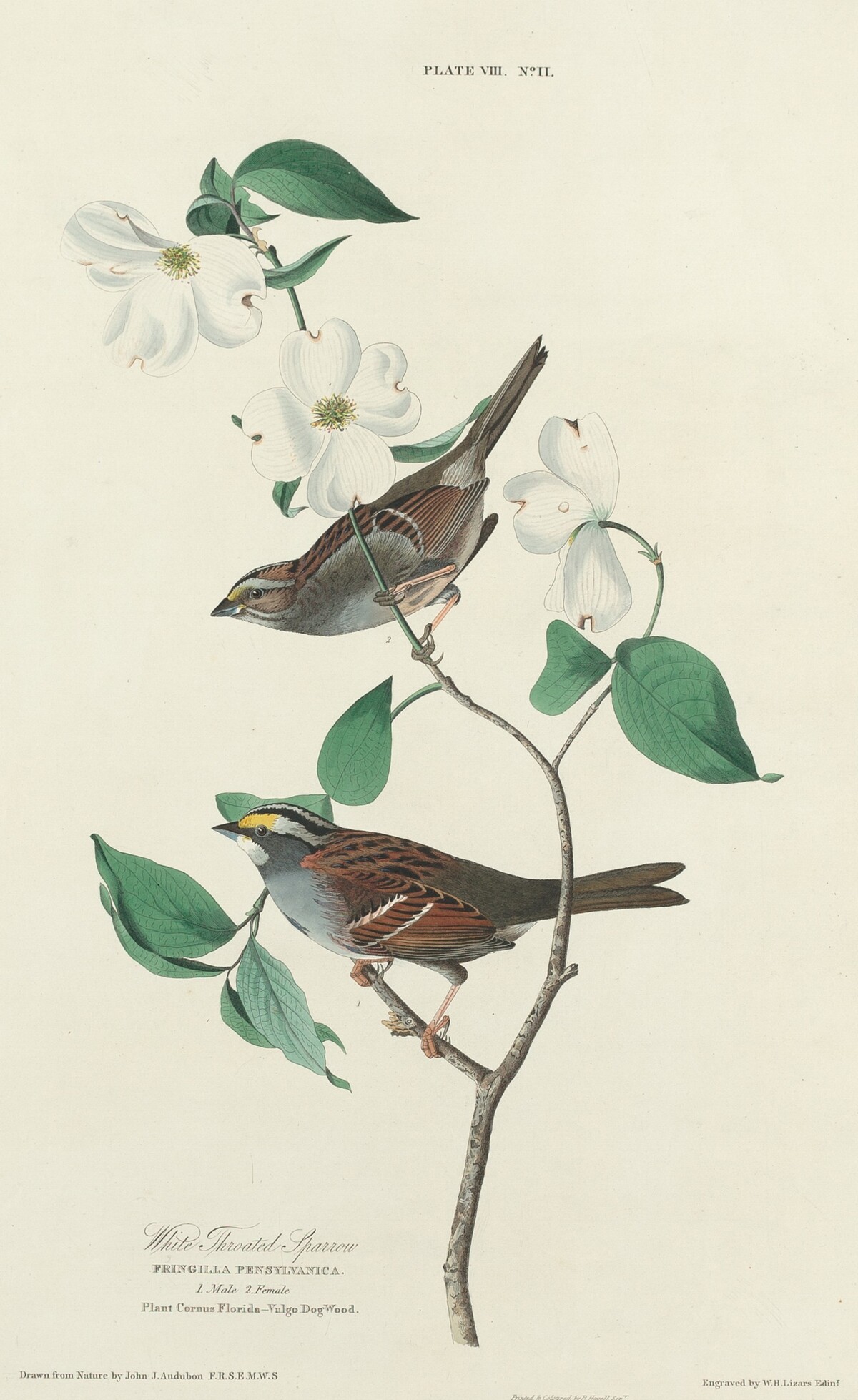 White-throated Sparrow by William Home Lizars after John James Audubon