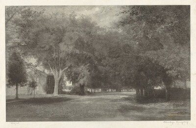 New England Elms