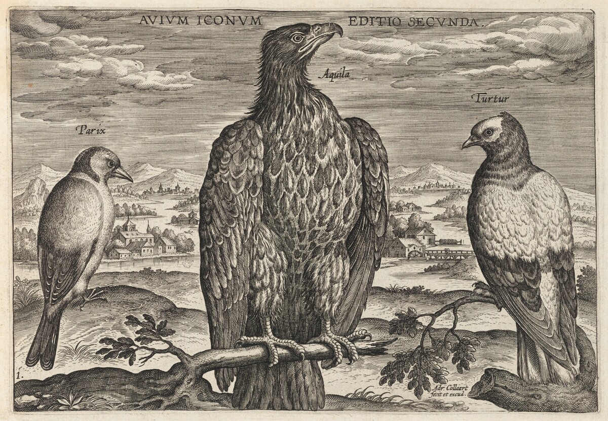 Wagtail, Eagle, and Turtledove by Adriaen Collaert