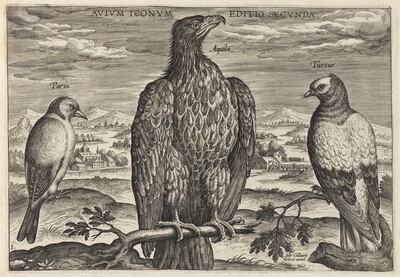 Wagtail, Eagle, and Turtledove