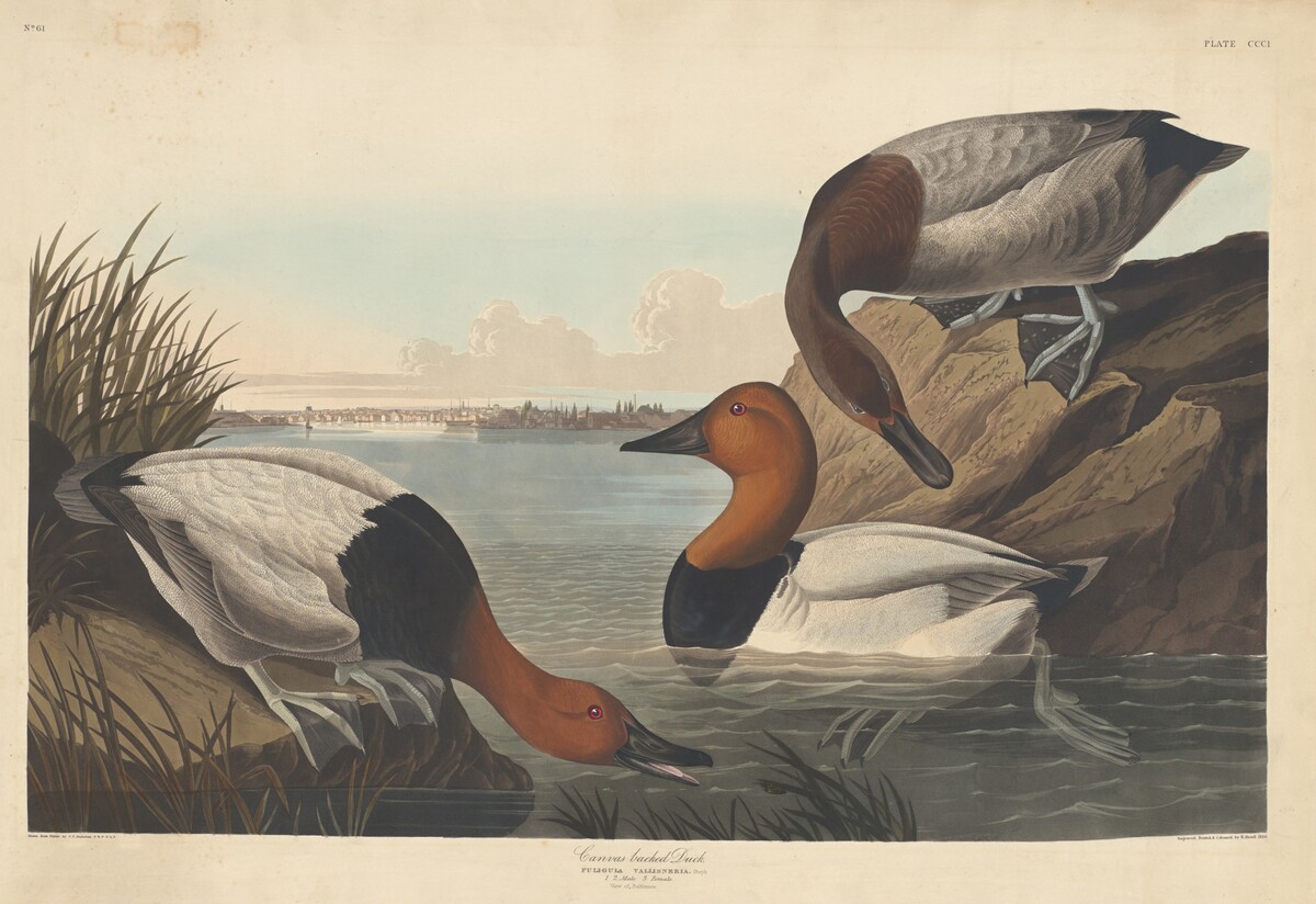 Canvas-backed Duck by Robert Havell after John James Audubon