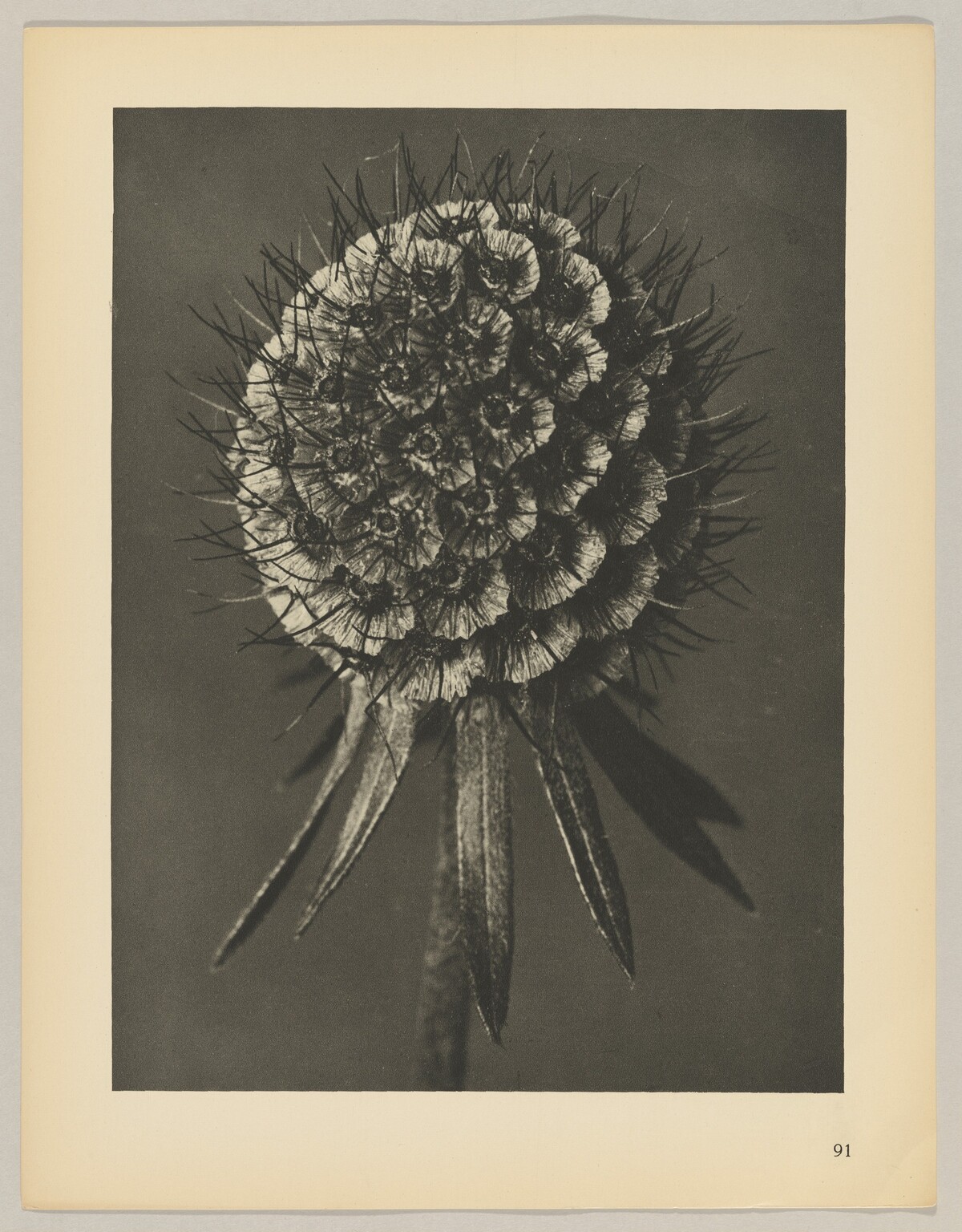 Scabiosa columbaria by Karl Blossfeldt
