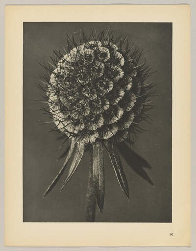Scabiosa columbaria